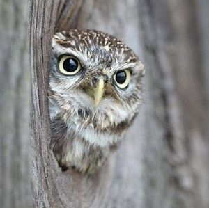 Meet your Posher, Anne